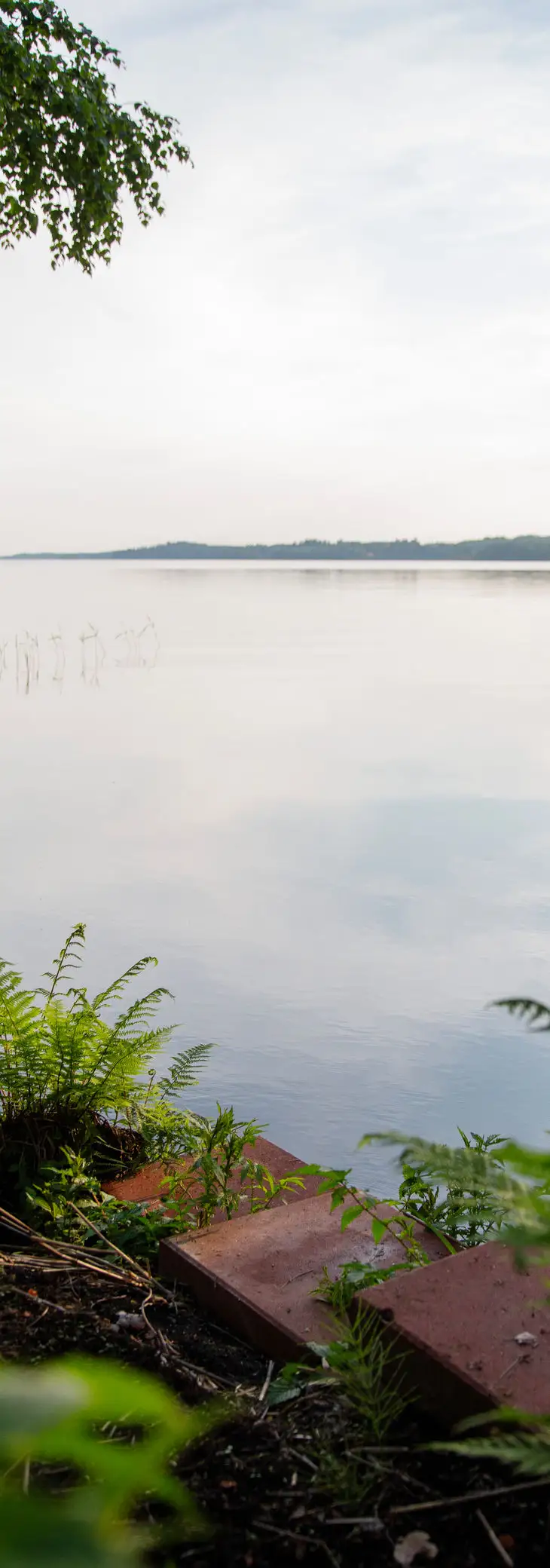 Tyyni järvenselkä rantakasvillisuuden takaa.