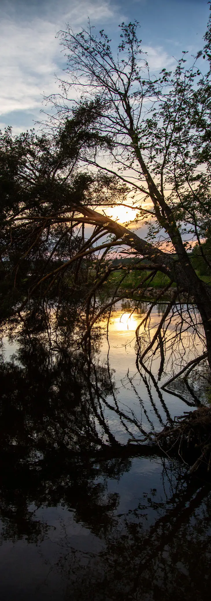 Auringonlasku puiden oksien lomasta järven rannalla.